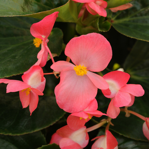 Begonia 'Whopper Green Leaf Rose'