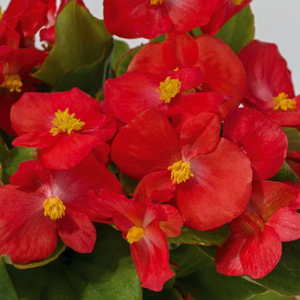 Begonia 'Whopper Green Leaf Red'