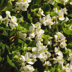 Begonia 'BabyWing White'
