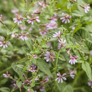 Cuphea hyssopifolia 'Fairy Dust Pink'