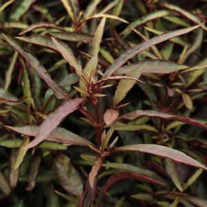 Alternanthera dentata 'Red Threads'