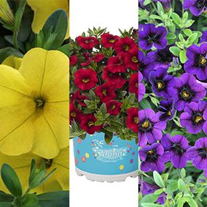 Confetti Garden 'Hawaiian Bright Hilo'