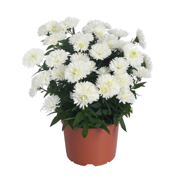 Aster Novi-Belgii 'Showmakers Arctic White'