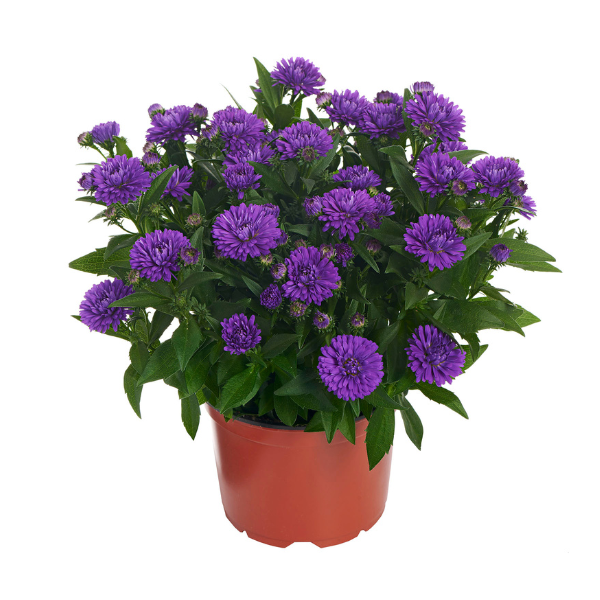 Aster Novi-Belgii 'Showmakers Indigo Ice'