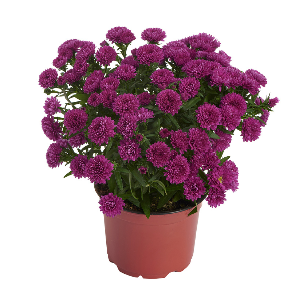 Aster Novi-Belgii 'Showmakers Magenta'