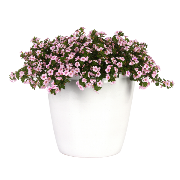 Bacopa sutera cordata 'Big Falls Pink + Rose Eye'