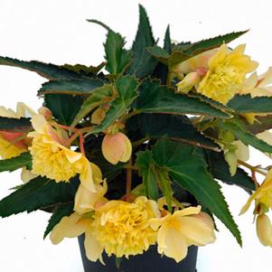 Begonia boliviensis 'Belleconia Citrus'