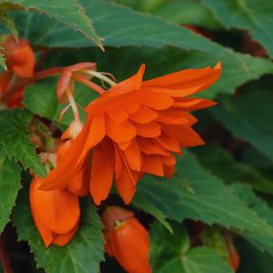 Begonia boliviensis 'Belleconia Hot Orange'