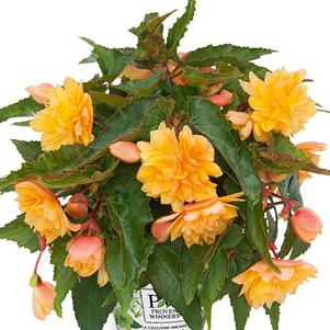 Begonia boliviensis 'Belleconia Mango'