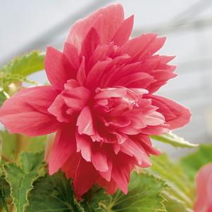 Begonia boliviensis 'Belleconia Rose'