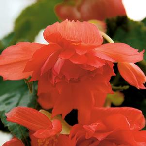 Begonia boliviensis 'Belleconia Salmon'