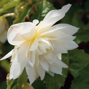 Begonia boliviensis 'Belleconia Snow'