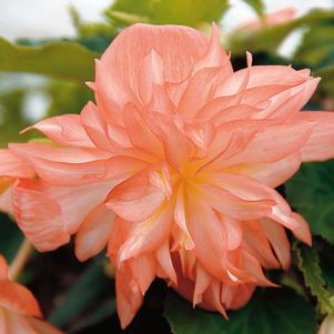 Begonia boliviensis 'Belleconia Soft Orange'