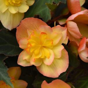 Begonia boliviensis 'Compact Double Apricot'