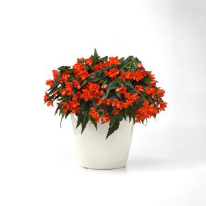 Begonia boliviensis 'Orange Lantern'