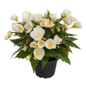 Begonia Hiemalis 'Belissa White'