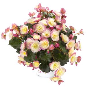 Begonia elatior 'Glory BiColor'