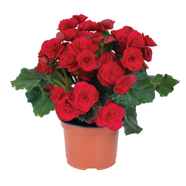 Begonia hiemalis 'Move2 Cherry Red'