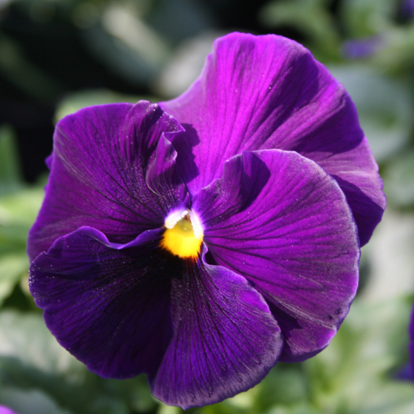 Pansy viola x wittrockiana 'Matrix Purple'