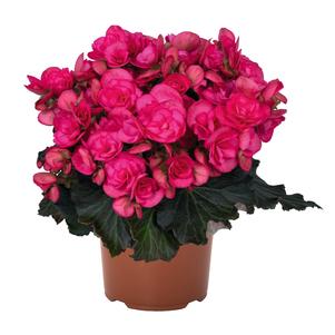 Begonia hiemalis 'Move2 Hot Pink'