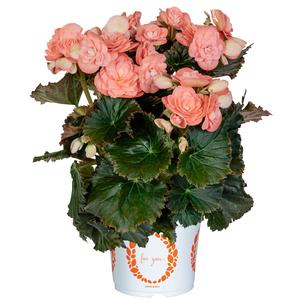 Begonia hiemalis 'Move2 Salmon'