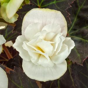 Begonia hybrida 'Adora Moon Dance'