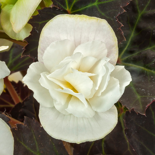 Winged Begonias