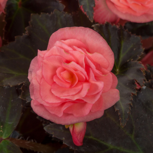 Winged Begonias