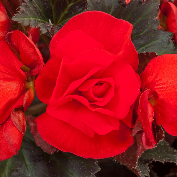 Winged Begonias