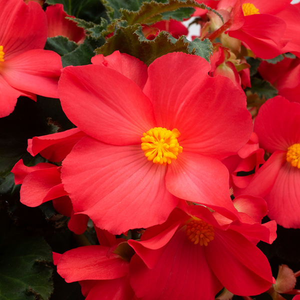 Winged Begonias