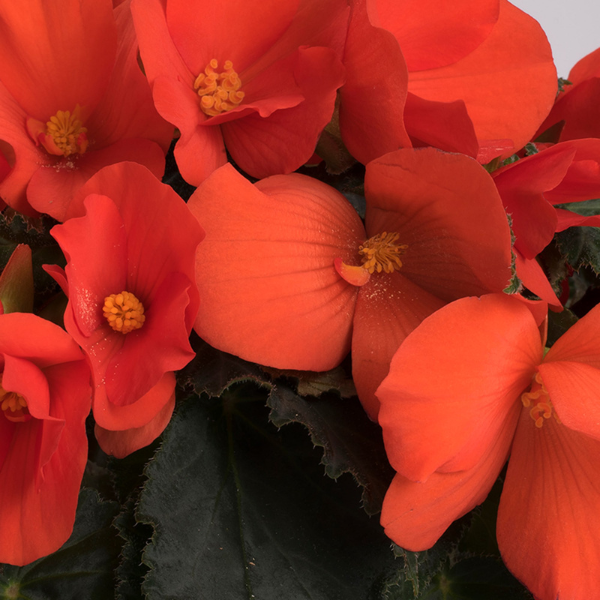 Begonia hybrida 'Florencio Orange'