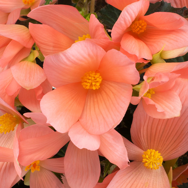 Winged Begonias