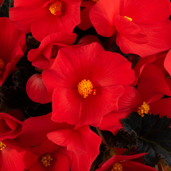 Winged Begonias