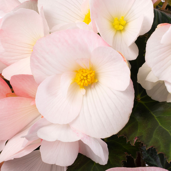 Begonia hybrida 'Florencio White'