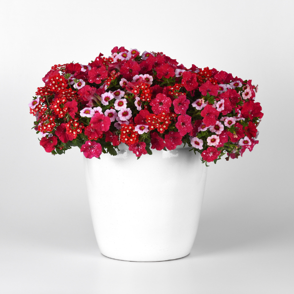 Trixi® 'Romance in Bloom'