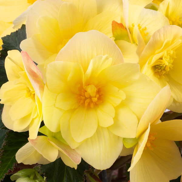 Begonia hybrida 'Florencio Yellow'