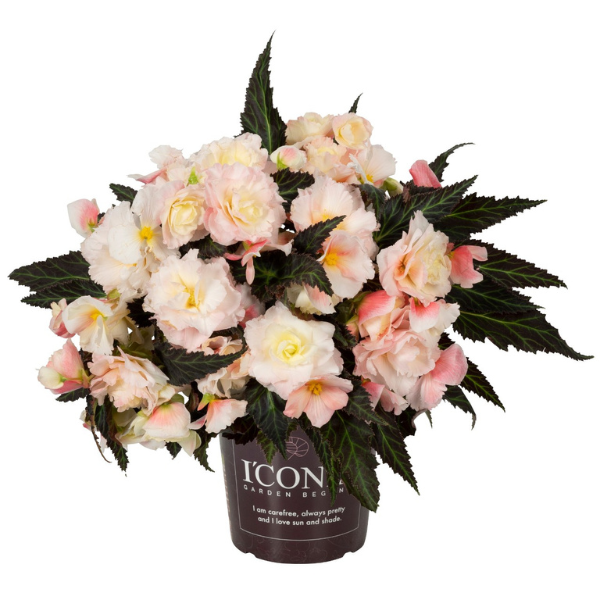 Begonia hybrida 'I'Conia First Kiss La Luna'