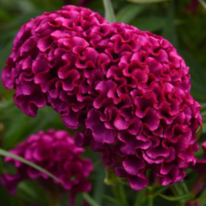 Celosia plumosa 'Twisted Purple'