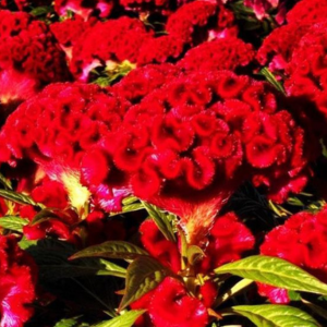 Celosia plumosa 'Twisted Red Currant'