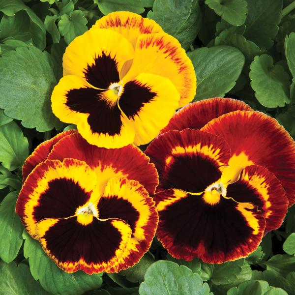 Pansy viola x wittrockiana 'Colossus Fire'