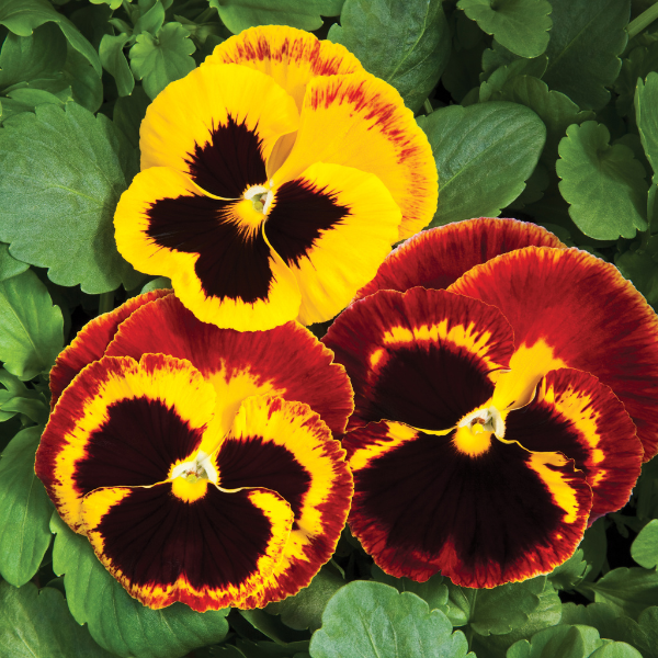 Pansy 'Colossus Fire'