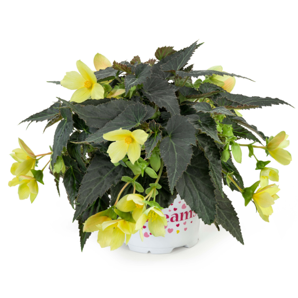 Begonia boliviensis 'Beauvilia Yellow'