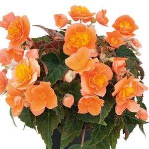 Begonia Hiemalis 'Belissa Orange'