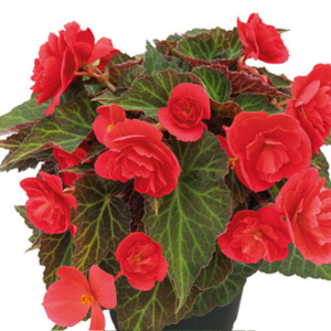 Begonia Hiemalis 'Belissa Red'