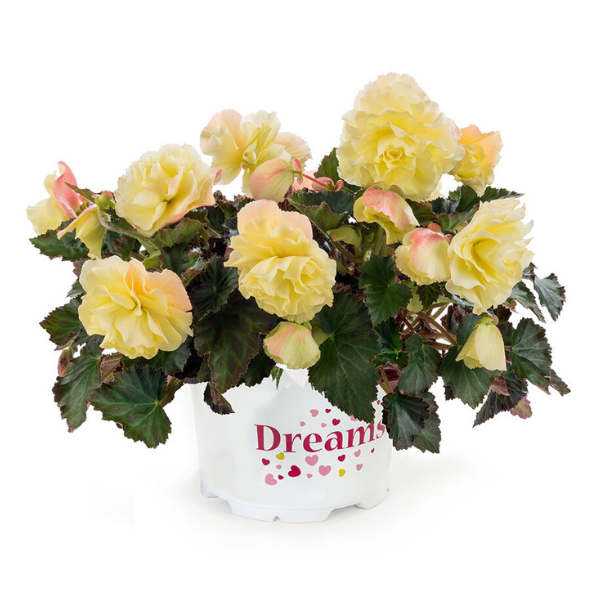 Begonia hiemalis 'Fragrant Falls Lemon'