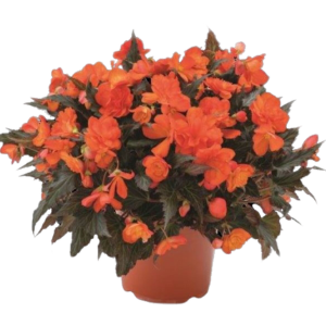 Begonia hybrida 'I'Conia Bacio Orange'