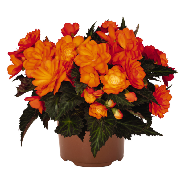 Begonia hybrida 'I'Conia Bacio Orange'