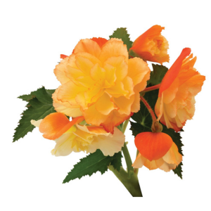 Begonia hybrida 'I'Conia First Kiss Del Sol'