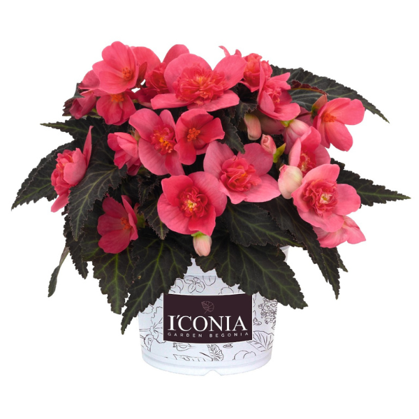 Begonia hybrida 'I'Conia First Kiss Hot Pink'