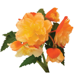 Begonia hybrida 'I'Conia First Kiss Orange'